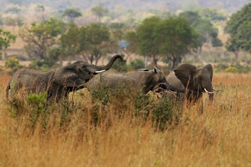 Elephants in the beautiful nature habitat, this is africa, african wildlife, endangered species, wild tanzania