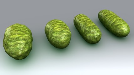 Bacteria