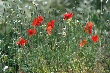 poppy field in Tuscany, Italy