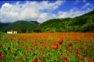poppy field in Tuscany, Italy