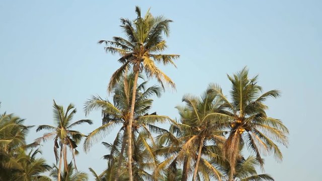 Palm trees over blue sky at sunny day