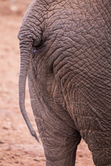ass elephant