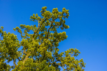 Blick in eine Baumkrone vor blauem Himmel