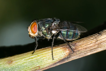 Common green bottle fly, (Lucilia sericata) on a stem