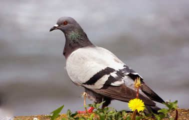 Pigeon. Grey pigeon shooting on the street.