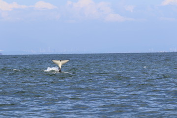 Orca Schwanzflosse mit Skyline von Vancouver