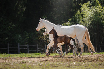 Naklejka na ściany i meble White horse and her little foal walk on the paddock