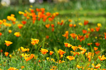 Fototapeta premium California Spring Orange Poppies in a garden in Florence, Tuscany, Italy