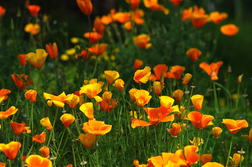 Naklejka premium California Spring Orange Poppies in a garden in Florence, Tuscany, Italy