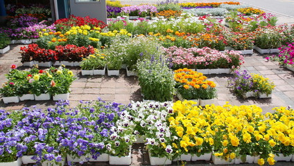 Colorful flowers and plants at a flower shop