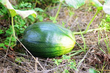 Zucchini in the garden