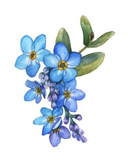 Naklejka na ściany i meble Forget-me-not flowers bouquet isolated on white background. Watercolor illustration of a blue wild flower.