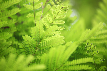 green foliage background.