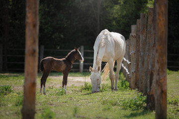White horse and her little foal walk on the paddock