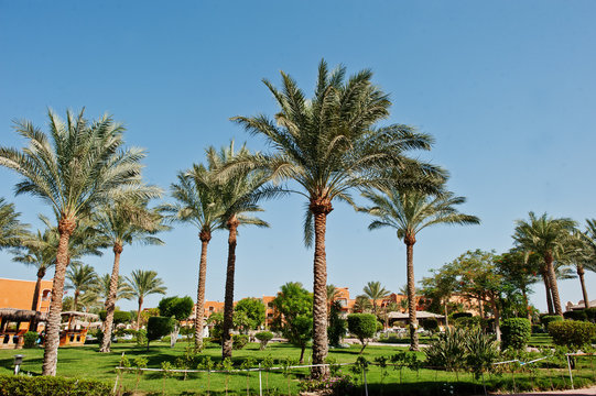Palms trees on garden of resort at sunny day