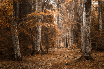 Beautiful autumn forest © bonciutoma