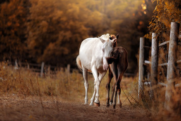 White horse and her little foal walk on the paddock in summer, in the field outdoors