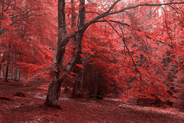 Creepy dark forest with red leaves during autumn 