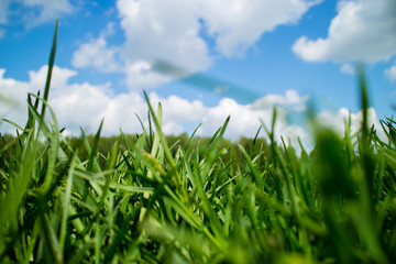 spring field
