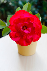 Rote Rose in der Wase, im Garten