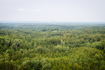 Fototapeta na wymiar panoramic view of misty forest. far horizon