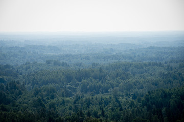 panoramic view of misty forest. far horizon