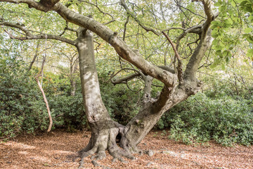 Gnarled tree