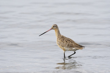 オオソリハシシギ(Bar-tailed Godwit)