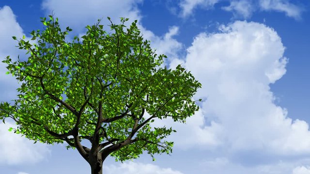 Concept Of Changing Of The Seasons From Spring To Autumn. Leaves Appear On The Tree, They Turn Yellow And Then Fall Off. 3D Animation. 4K. 3840x2160.