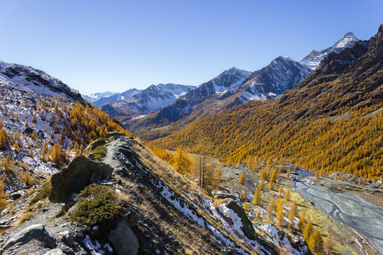 Fall colors in high mountain, larch trees lose leaves. Ayas valley, Aosta Italy
