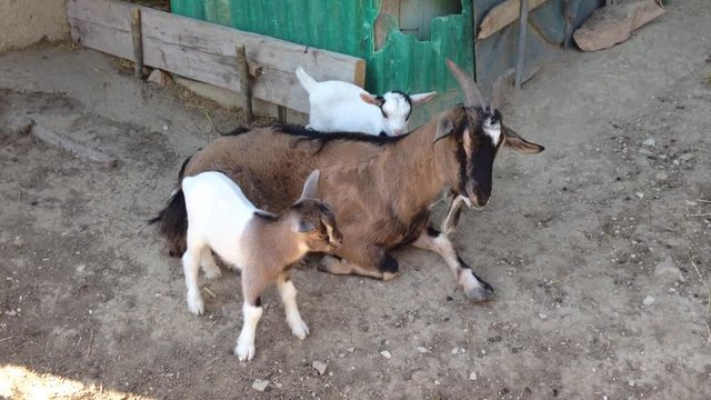 Caprette nane nigeriani o tibetane saltellano sopra la madre