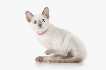 Kitten. Thai cat on white background
