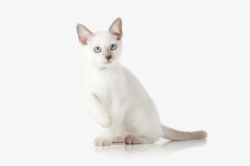 Kitten. Thai cat on white background