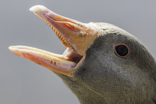 Serrated bill (tomium) of a greylag goose (Anser anser)