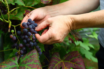 grapes/ picking grapes on a fruit farm