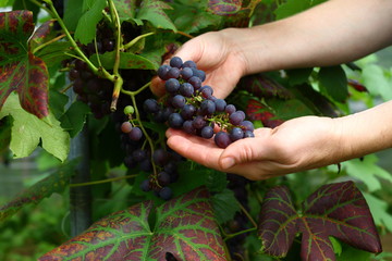 showing off/ hands holding a bunch of grapes