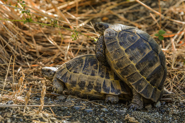 Hunharca Sevişen Kaplumbağalar :)