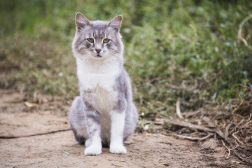 Naklejka na ściany i meble beautiful grey cat outdoors