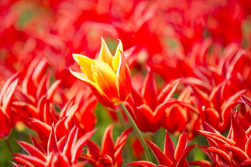 bed of tulips growing in spring garden tulips