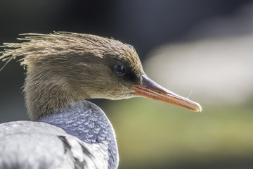 Scaly-sided merganser (Mergus squamates) head in profile.