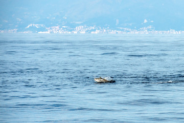 tuna fish jumping outside the sea