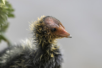 Close up of a coot (Fulica atra) chick. A cute, but rather ugly, duckling.