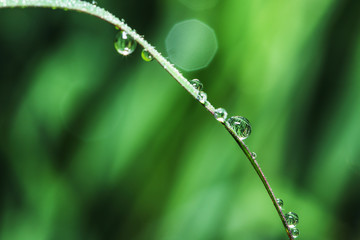 Dew drops on green grass leaf
