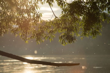 Summer or early autumn park with pond river and weeping willow trees on the shore. big branch in the middle © skrotov