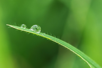Dew drops on green grass leaf