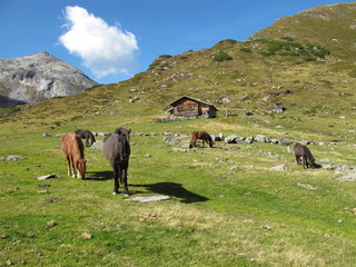 Fototapeta premium islandpferde auf der alm