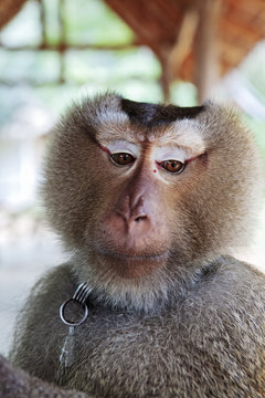 Northern Pigtailed Macaque At Koh Lanta Yai Monkey School, Ko Lanta Thailand 2009