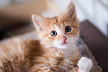 Beautiful little fluffy ginger kitten