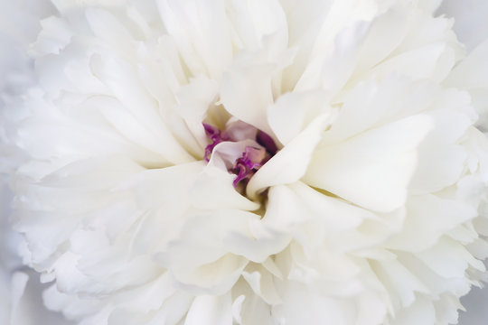 Fototapeta Close up of a peony