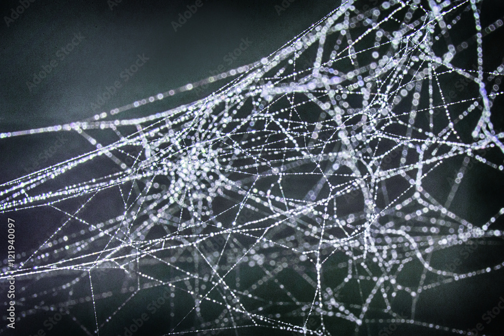Wall mural close up of a spider web